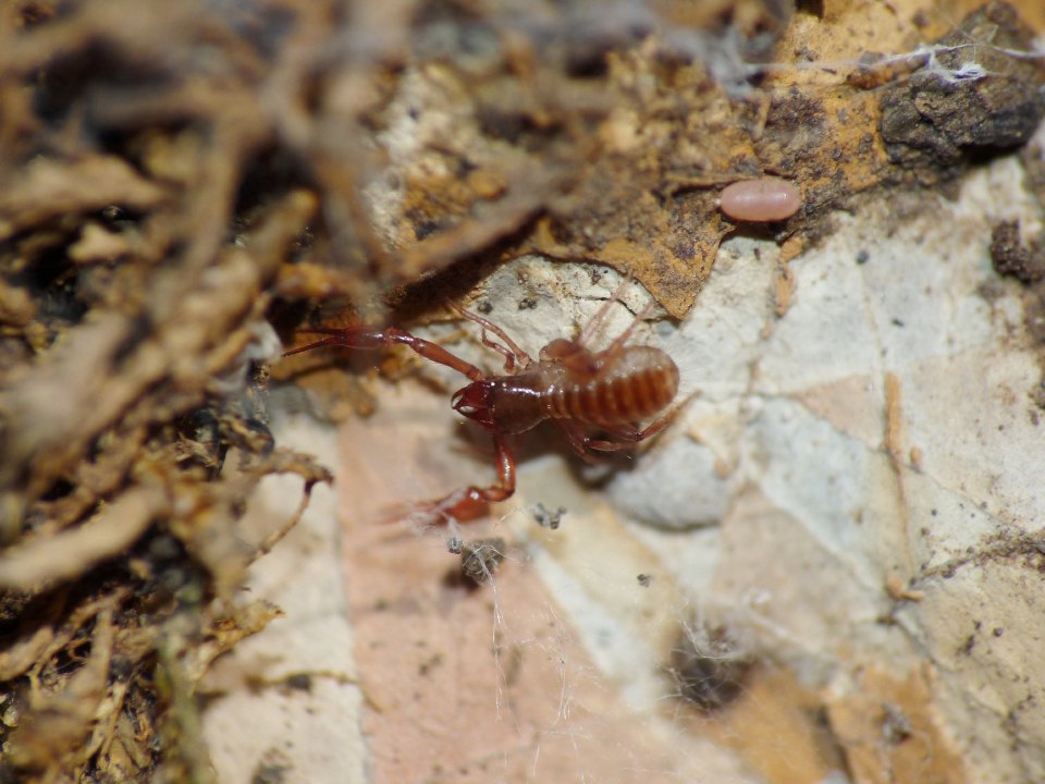 Pseudoscorpione, Chthonius sp.